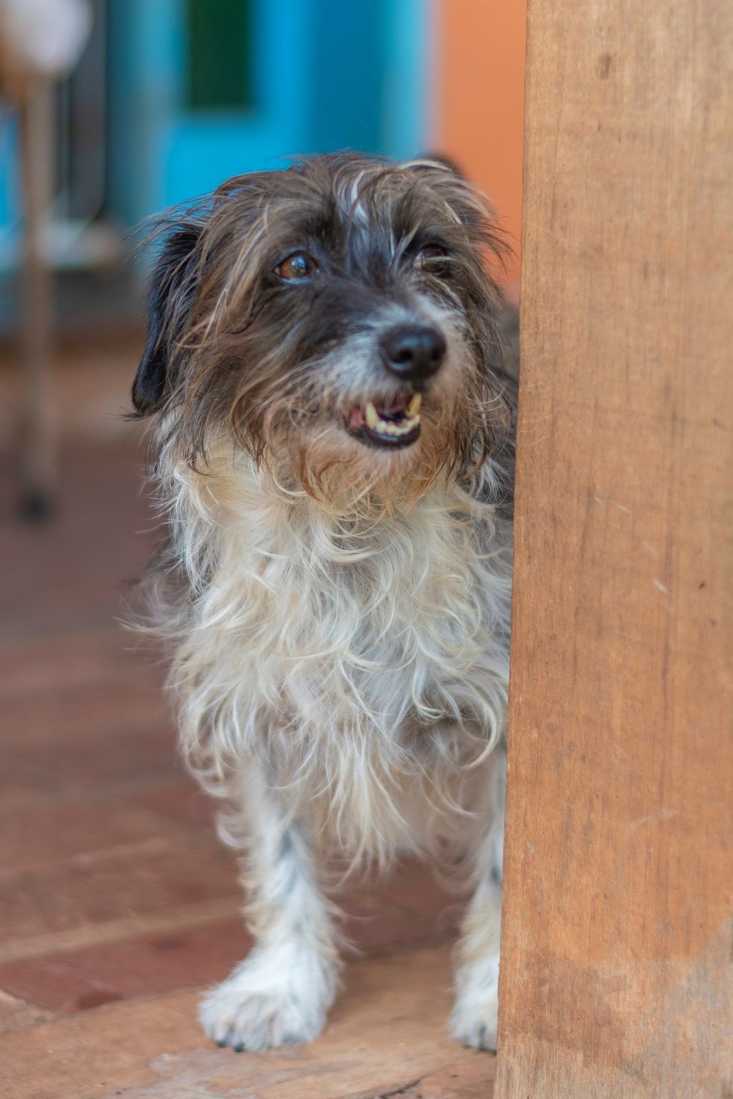 Foto do Sobre de Fotógrafo de Pet, Animais, Belo Horizonte, AC Panicali Fotografia